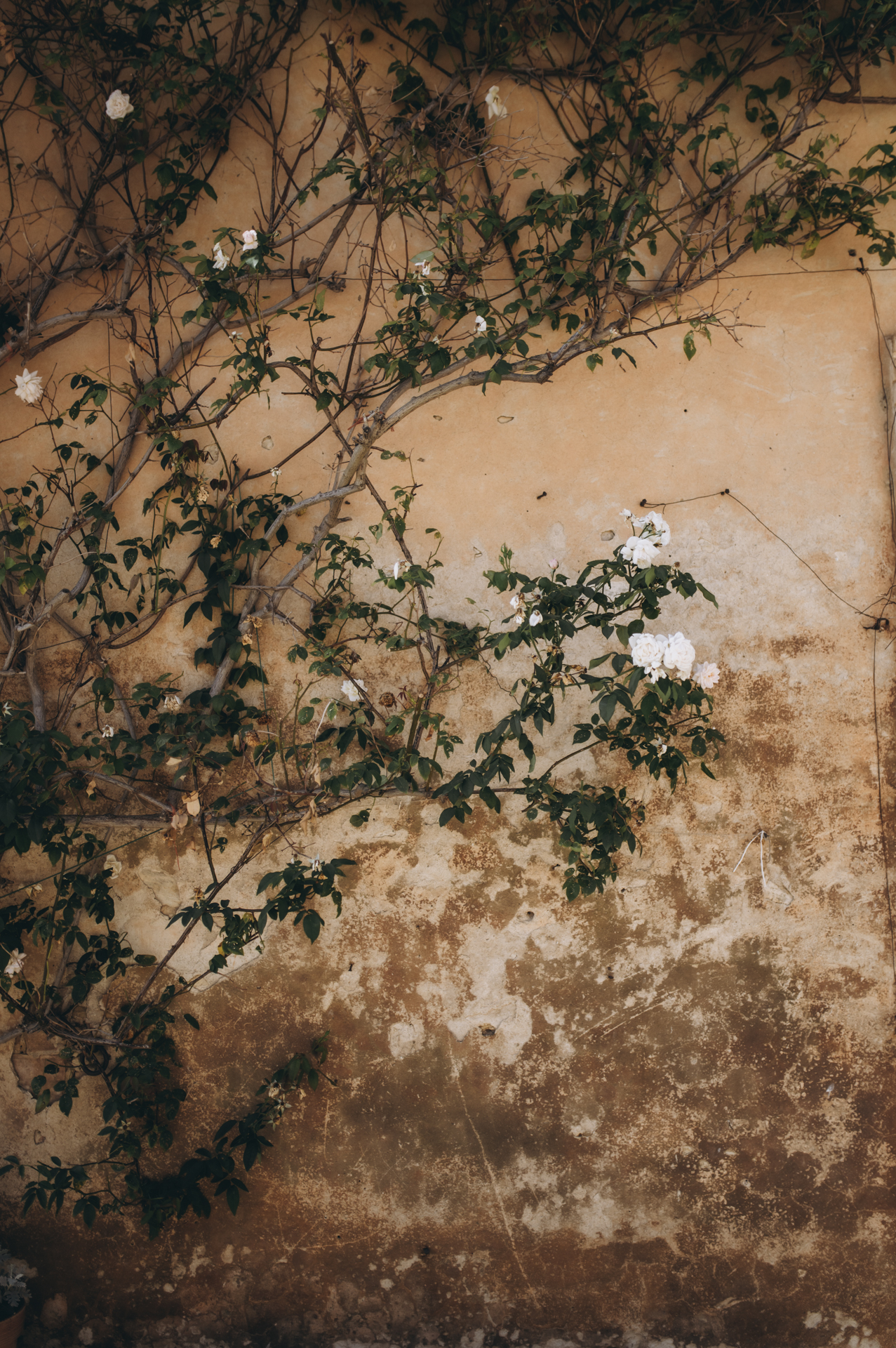 Matrimonio a Villa Catignano Fotografo Marco Vegni